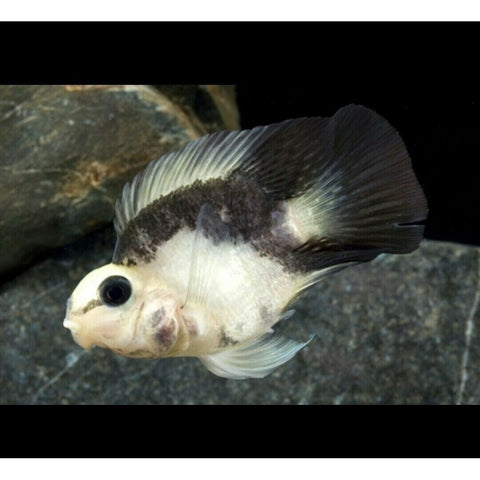 Parrot Panda Cichlid - IN STORE ONLY