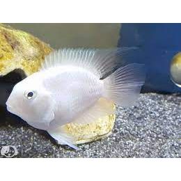 Parrot Platinum Mini Cichlid - IN STORE ONLY