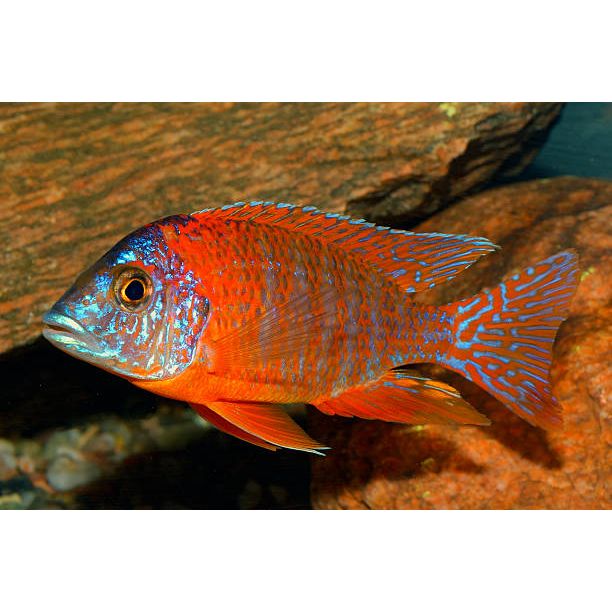 Peacock Red/Orange Cichlid IN STORE ONLY Water Garden Gems Garden