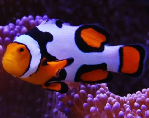 Clownfish - Picasso Clown; Platinum; Captive Bred. - percula (IN STORE ONLY)