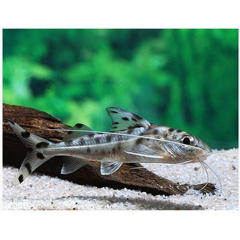 Pictus Catfish - IN STORE ONLY