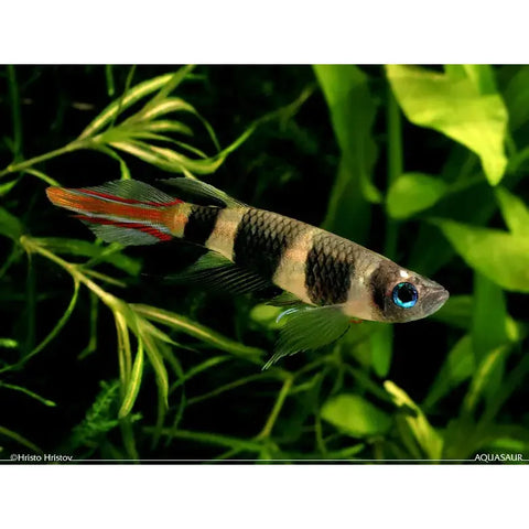 Clown Killifish - IN STORE ONLY