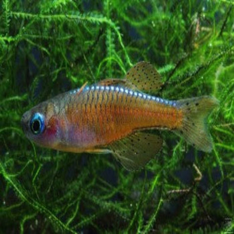 Rainbow - Blue Eye Luminatus (Paskai)