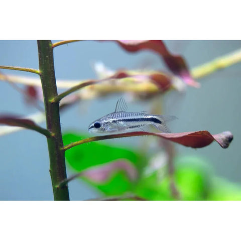 Pygmy Pygmaeus Cory Catfish - IN STORE ONLY