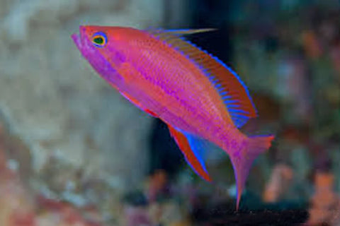 Anthias - Randalls (Male) IN STORE ONLY