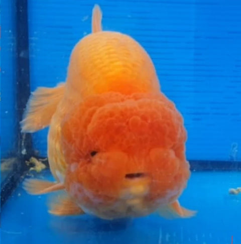 Red - Show Grade Juvenile Lionchu Ranchu Big Head - IN STORE ONLY