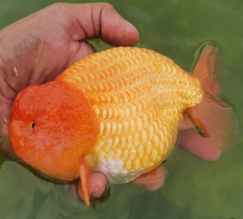 Red - Show Grade Juvenile Lionchu Ranchu Big Head - IN STORE ONLY