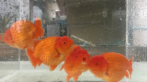 Red - Show Grade Juvenile Lionchu Ranchu Big Head - IN STORE ONLY