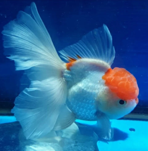 Red Cap - Show Grade Juvenile Oranda Regular Body - IN STORE ONLY