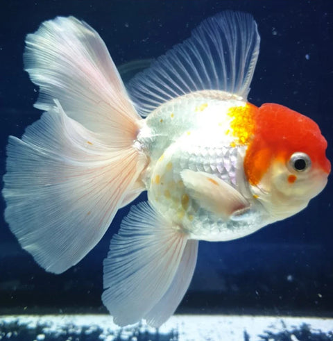 Red Cap - Show Grade Juvenile Oranda Regular Body - IN STORE ONLY