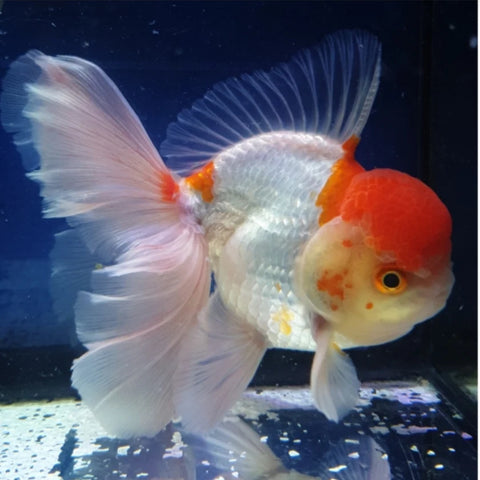 Red Cap - Show Grade Juvenile Oranda Regular Body - IN STORE ONLY