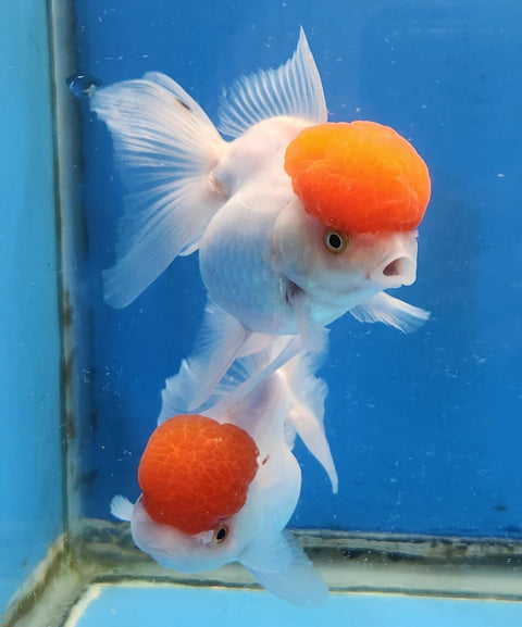 Red Cap - Show Grade Juvenile Oranda Short Body - IN STORE ONLY