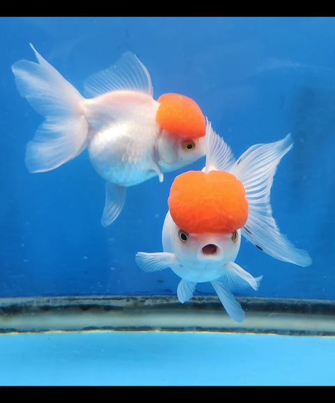 Red Cap - Show Grade Juvenile Oranda Short Body - IN STORE ONLY