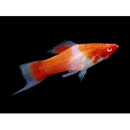 Red Eye Koi Swordtail - IN STORE ONLY