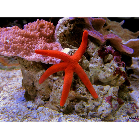 Red Linkia Starfish (Med)(IN STORE ONLY)