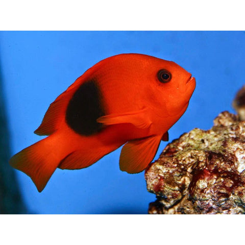 Red Saddle Clownfish (IN STORE ONLY)