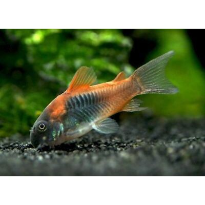 Red Sailfin Venezuela - IN STORE ONLY