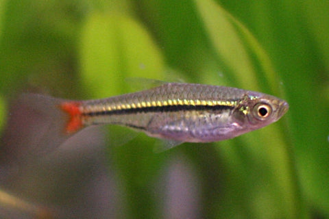 Rasbora -Red Tail Brilliant  - IN STORE ONLY