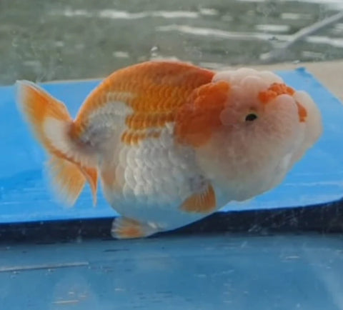 Red and White - Show Grade Juvenile Lionchu Ranchu Big Head - IN STORE ONLY