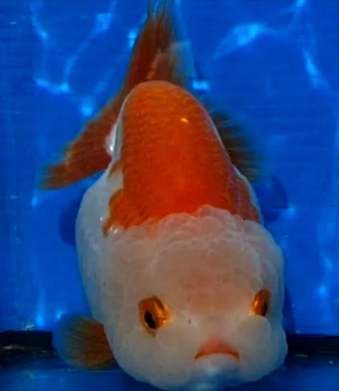 Red and White - Show Grade Juvenile Lionchu Ranchu Big Head - IN STORE ONLY