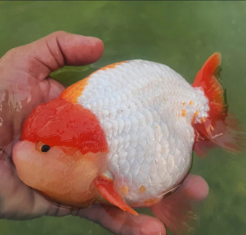 Red and White - Show Grade Juvenile Lionchu Ranchu Big Head - IN STORE ONLY