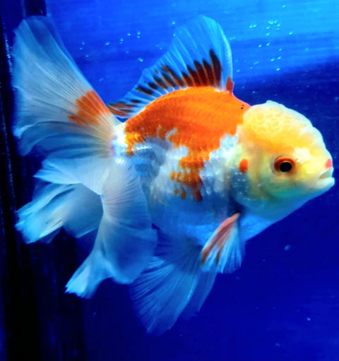 Red and White - Show Grade Juvenile Oranda Regular Body - IN STORE ONLY