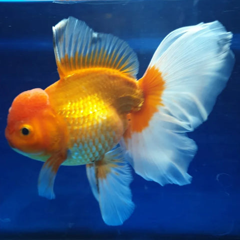 Red and White - Show Grade Juvenile Oranda Regular Body - IN STORE ONLY