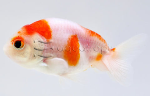 Red & White Ranchu - IN STORE ONLY