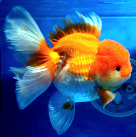 Red and White - Show Grade Juvenile Oranda Short Body - IN STORE ONLY