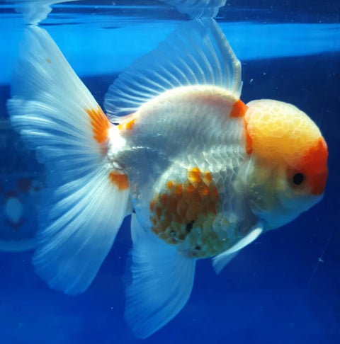 Red and White - Show Grade Juvenile Oranda Short Body - IN STORE ONLY