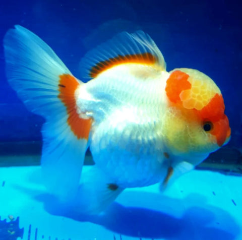 Red and White - Show Grade Juvenile Oranda Short Body - IN STORE ONLY