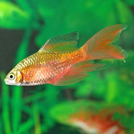 Rosy Longfin Barb - IN STORE ONLY