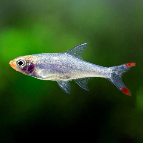 Rasbora - Rummynose - IN STORE ONLY