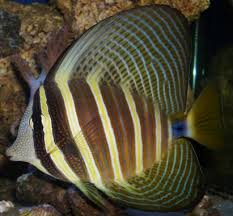 Tang - Sailfin (IN STORE ONLY)