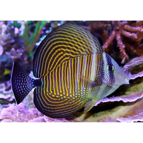 Sailfin Tang - Medium (IN STORE ONLY)
