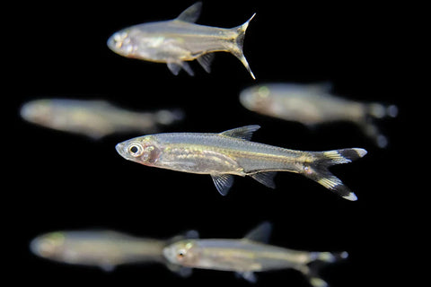 Rasbora - Scissortail - IN STORE ONLY