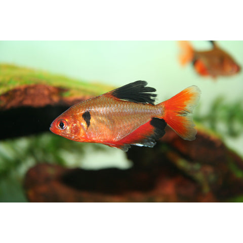 Serpae Tetra - IN STORE ONLY