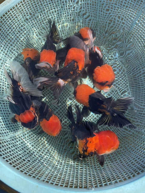 Small Breed Black Red Cap Oranda - IN STORE ONLY