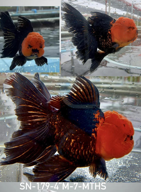 Small Breed Black Red Cap Oranda - IN STORE ONLY