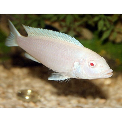 Socolofi Snow White Cichlid - IN STORE ONLY