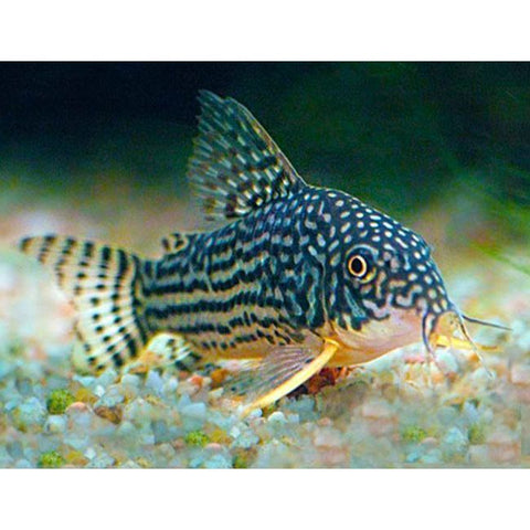 Sterbai Catfish - IN STORE ONLY