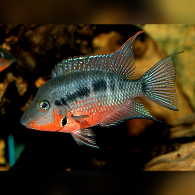 Cichlid - Firemouth - IN STORE ONLY