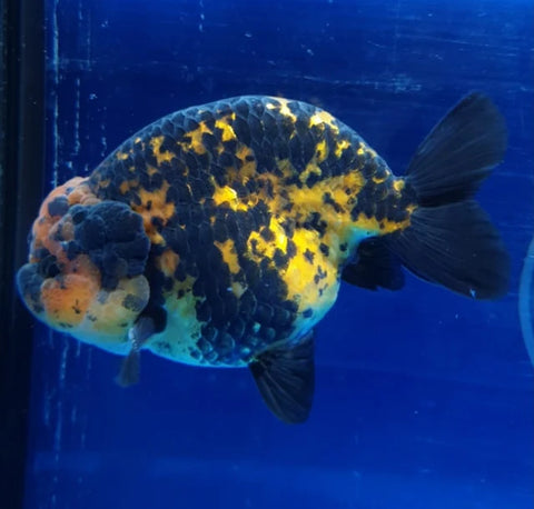 Tiger - Show Grade Juvenile Lionchu Ranchu Big Head - IN STORE ONLY