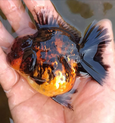 Tiger - Show Grade Juvenile Oranda Short Body - IN STORE ONLY