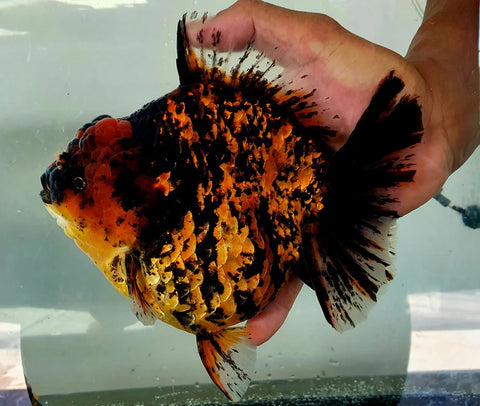 Tiger - Show Grade Juvenile Oranda Short Body - IN STORE ONLY