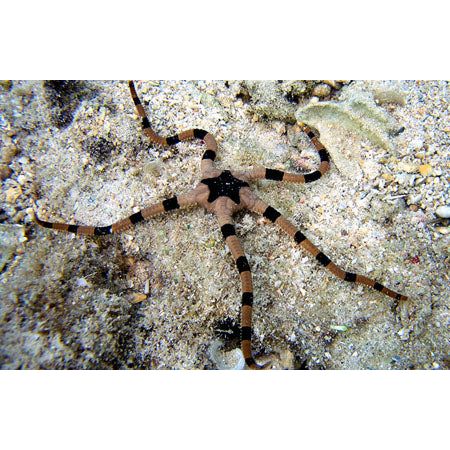 Tiger Brittle Starfish (Med) (IN STORE ONLY)