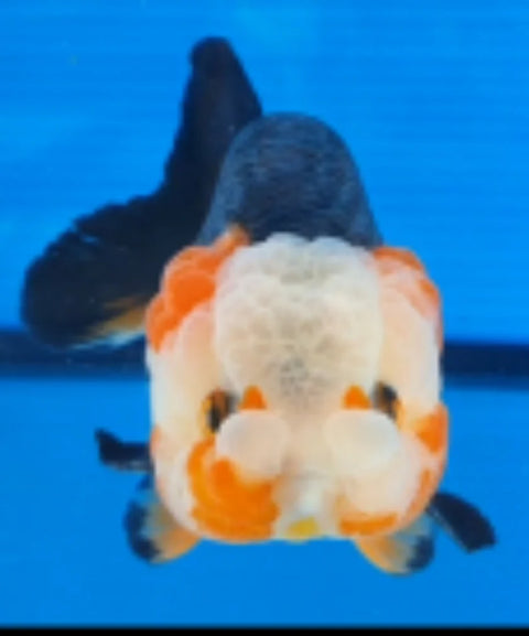 Tri Color - Show Grade Juvenile Lionchu Ranchu Big Head - IN STORE ONLY