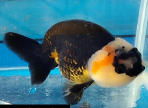 Tri Color - Show Grade Juvenile Lionchu Ranchu Big Head - IN STORE ONLY