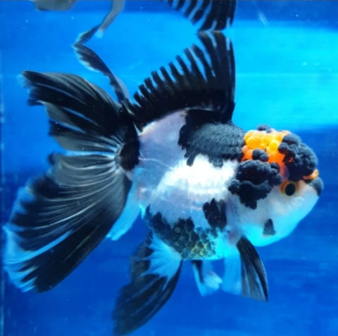 Tri Color - Show Grade Juvenile Oranda Regular Body - IN STORE ONLY