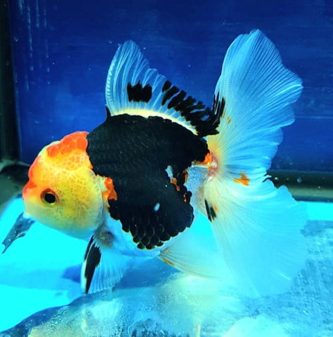 Tri Color - Show Grade Juvenile Oranda Regular Body - IN STORE ONLY